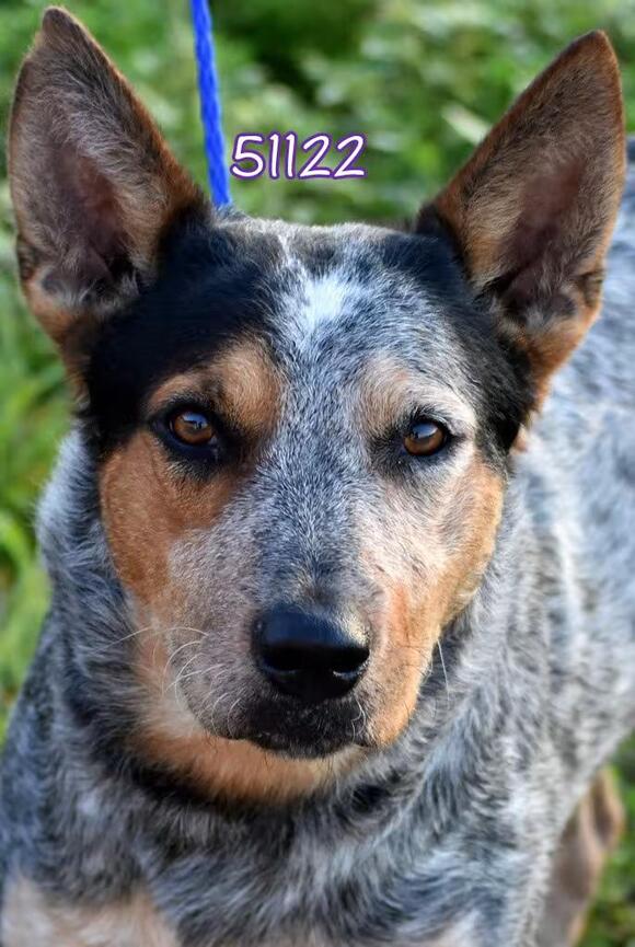 🐶 Playful & Sweet Dogs Waiting for Adoption in Okeechobee - NewsBreak