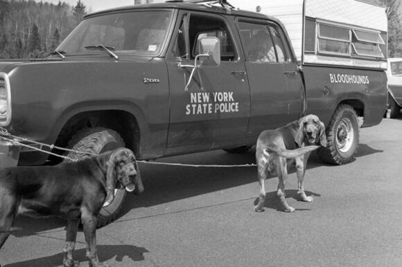 PHOTOS: Check Out New York State's First Police Dogs - NewsBreak