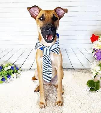 🐶 Playful Poodles, Labs & More Ready for Adoption in Castro Valley ...