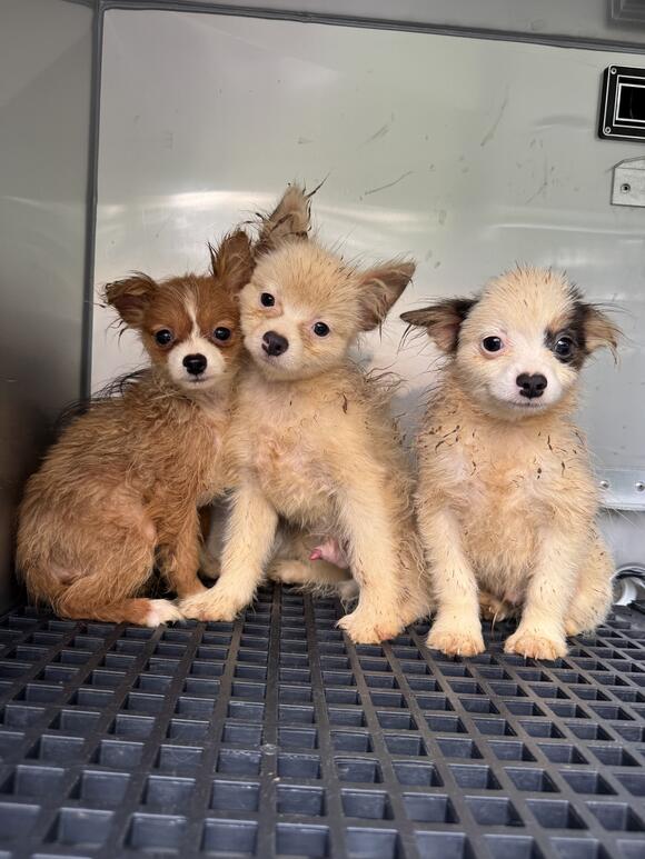 101 Dogs Rescued from Filthy Conditions in North Carolina Home - NewsBreak