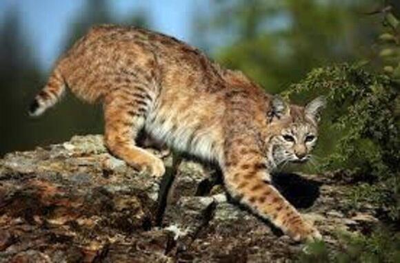 State seeks input on proposal to allow hunting, trapping of bobcats in ...