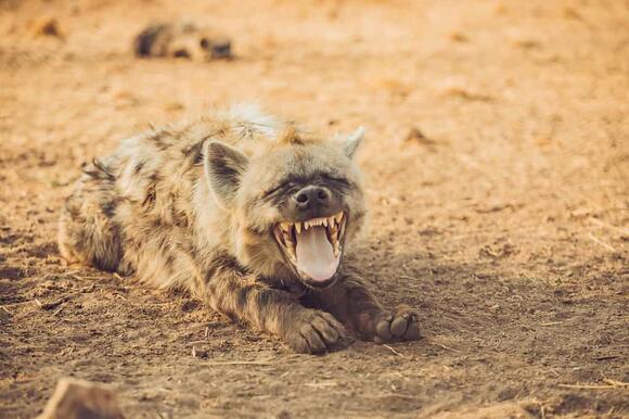 Honey Badger vs Hyena: Who Will Win in a Fight?