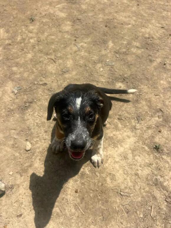 🐶 Playful Aurora Dogs Ready for Adoption at Stray Haven - NewsBreak