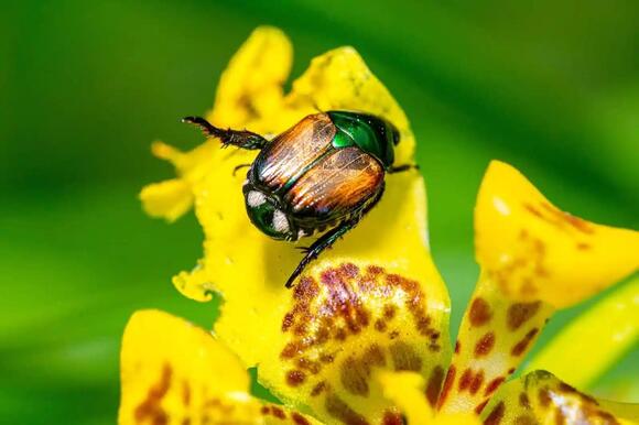 5 Insects That Start with J: From Jerusalem Crickets to Jar Flies ...
