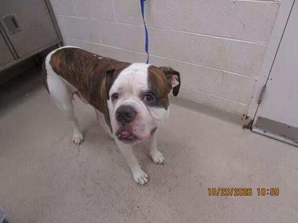 🐶 Playful, Gentle & Loyal Dogs Ready for Adoption in Marietta - NewsBreak
