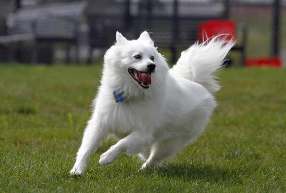 10 Beautiful White Dog Breeds That Look Stunning in Photos - NewsBreak