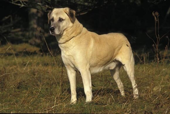12 Dog Breeds That Can Face a Leopard in the Wild - NewsBreak