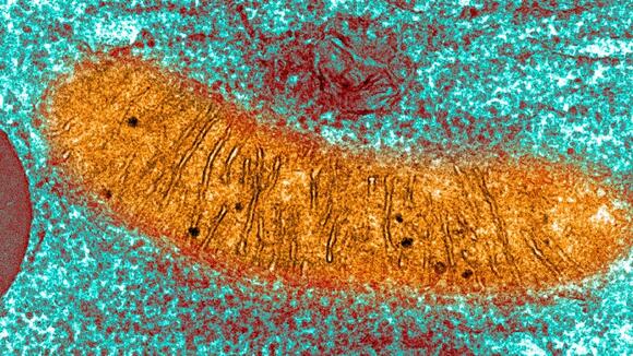 Chinese Scientists Say They've Detected A Quantum State Inside Living ...
