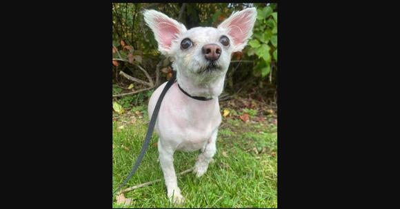 Tiny Juliette Is Ready for a Gentle New Beginning After Losing The Only ...