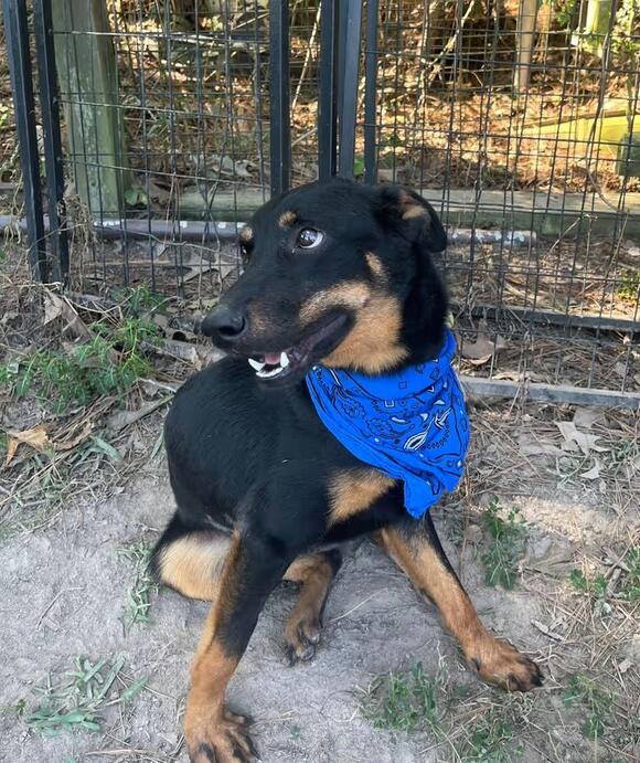 🐶 Gentle, Bonded & Playful Dogs Waiting for Homes in Lumberton - NewsBreak