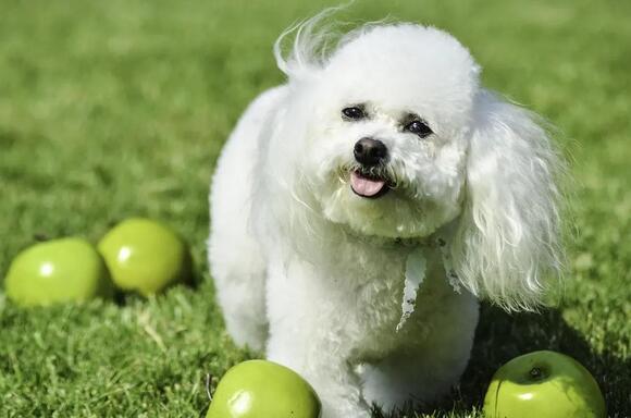 Image showcasing 9 Small Dog Breeds With Chronic Housebreaking Issues - NewsBreak