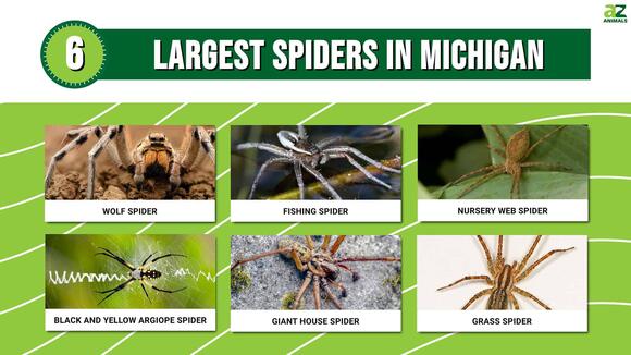 The 6 Largest Spiders Found in Michigan - NewsBreak