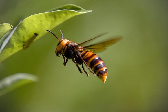 Inside the Ancient Swamps Where Coal—and Giant Bugs—Formed - NewsBreak