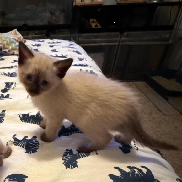 🐱 Playful & Sweet Cats Ready for Adoption in Columbia, MO - NewsBreak