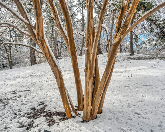 As a Tree Expert, I Know These 11 Trees Shine in Winter – From Textured ...