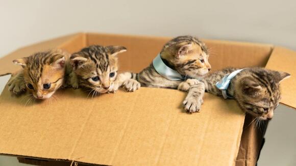 The Science of Why Cats Are Obsessed With Boxes - NewsBreak