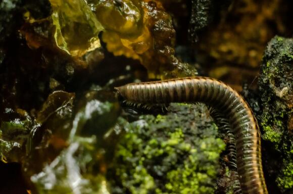 Could Ancient Worms or Insects Have Burrowed Through Bone? - NewsBreak