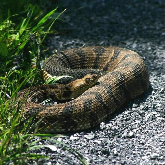 16 Venomous Animals in Kansas You Need to Know Before Going Outdoors ...