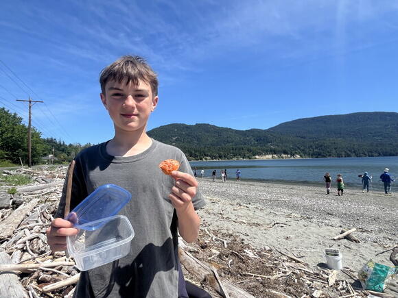 2 million invasive green crabs captured along Washington state ...