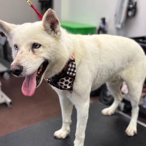 🐶 Loving Dogs in Idaho Falls Ready for Their New Families - NewsBreak