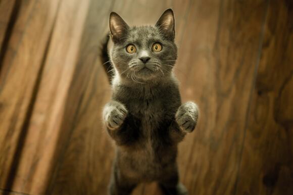 create-a-safe-space-for-your-cat-without-forcing-change-newsbreak