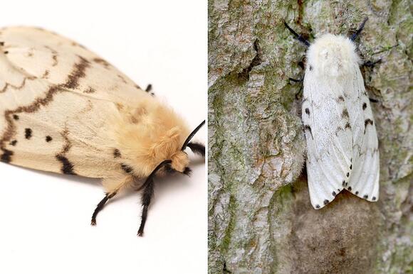 If You See These 6 Bugs In Montana, Kill Them ASAP! - NewsBreak