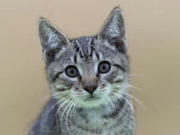 🐱 Playful Kittens & Sweet Senior Cats Ready for Adoption in Salem ...