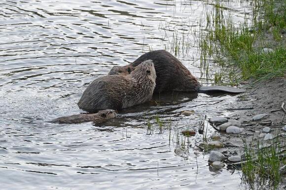 What Do You Call a Group of Beavers? The Answer Is More Wholesome Than ...
