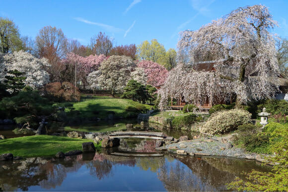 Experience Fairmount Park's cherry blossoms at a pop-up with food