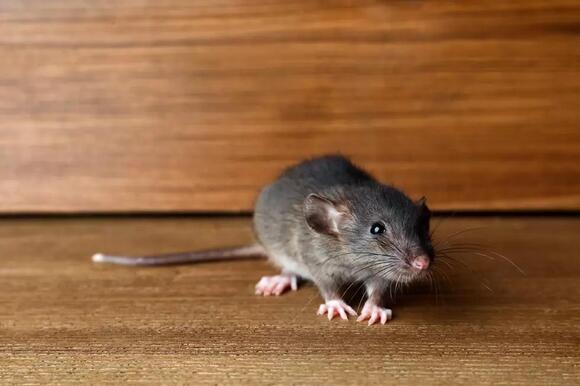 Boise Has A Rat Problem, And No One Is Doing Anything - NewsBreak