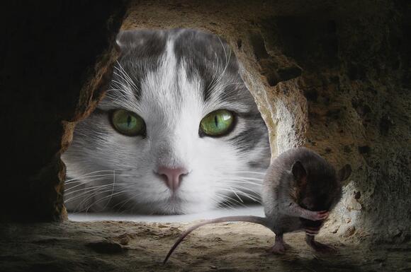 10 Sounds Only Your Cat Can Hear - NewsBreak