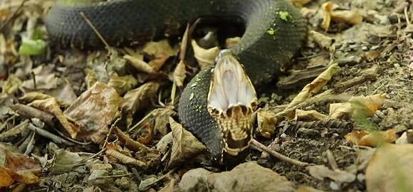 Popular Illinois Road Closed For Massive Annual Snake Migration - NewsBreak
