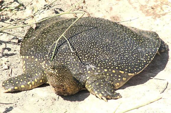 Yangtze Giant Softshell Turtle A Species with Fewer Than Five Left ...