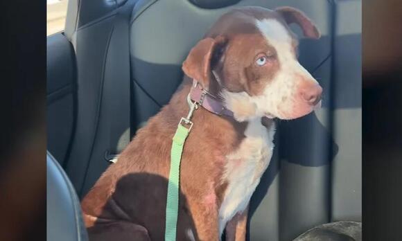 Injured Pit Bull and Her Puppies Rescued from Harsh Woods: Defying Odds ...