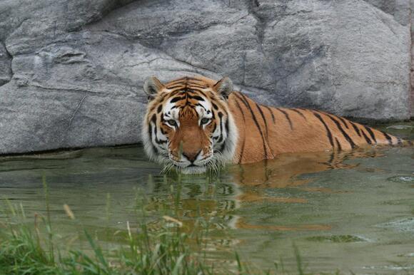Tigers Are Known to Swim and Even Enjoy It - NewsBreak