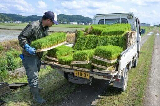 A supply chain snarl-up has caused a shortage of rice in shops - NewsBreak