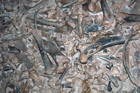 Did Dinosaurs Really Hunt in Packs? New Evidence Reveals Surprising ...