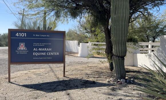 U of A plans to sell Al-Marah equine center - NewsBreak