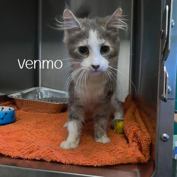 🐱 Playful Parkersburg Cats and Kittens Ready for Adoption - NewsBreak
