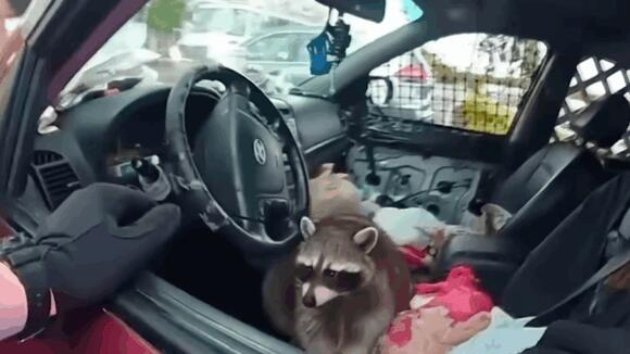 Raccoon Caught Holding Meth Pipe During Ohio Traffic Stop Becomes Viral ...