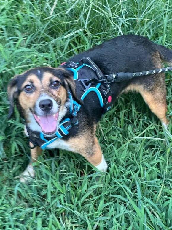 🐶 Friendly Adoptable Dogs Waiting for Homes in Fredericksburg, VA ...