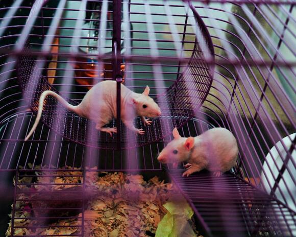 What Do You Call a Group of Mice? The Answer Is Perfectly Mischievous ...