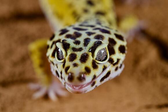14 Things No One Tells You About Owning a Gecko - NewsBreak