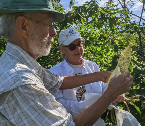A new Maine orchard aims to help bring back American chestnut trees ...