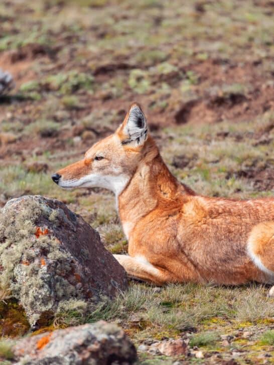 Abyssinian Dog – The Canines of the Mountain - NewsBreak