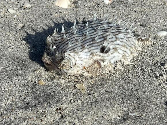 Fish kills present on Manasota Key - NewsBreak