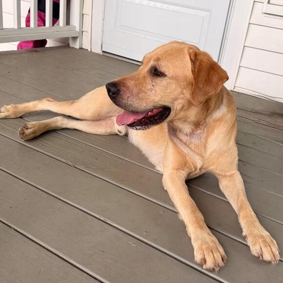 🐶 Playful & Gentle Dogs Ready for Adoption in Apex, NC - NewsBreak