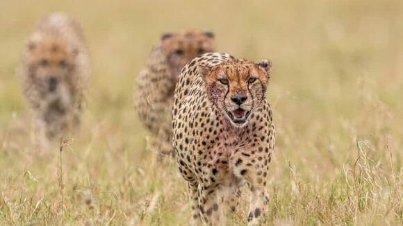 Why Cheetahs Rely on Sight More Than Smell to Hunt - NewsBreak