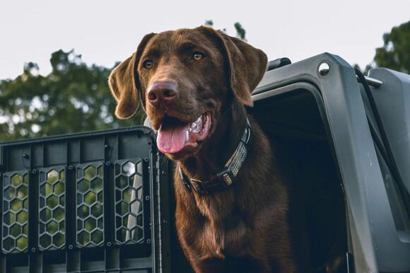 Can Dogs Ride In The Bed Of A Truck? Safety Tips