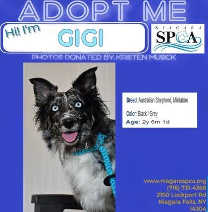 🐶 Friendly Niagara Falls Dogs Ready to Join Your Family - NewsBreak